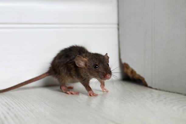 Image of a mouse in someone's home. Councils spend £40m tackling rats, mice and bedbugs. Here’s what to do if you find your social housing home is infested
