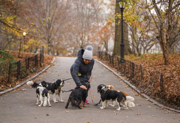 Image of someone walking lots of dogs. How your everyday fun could pay you back