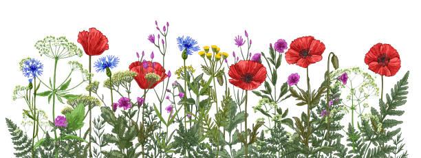 Illustrated image of flowers growing. How to garden on a budget
