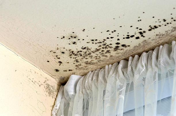 Image of mould in a home. Low-cost ways to protect your home from mould this winter